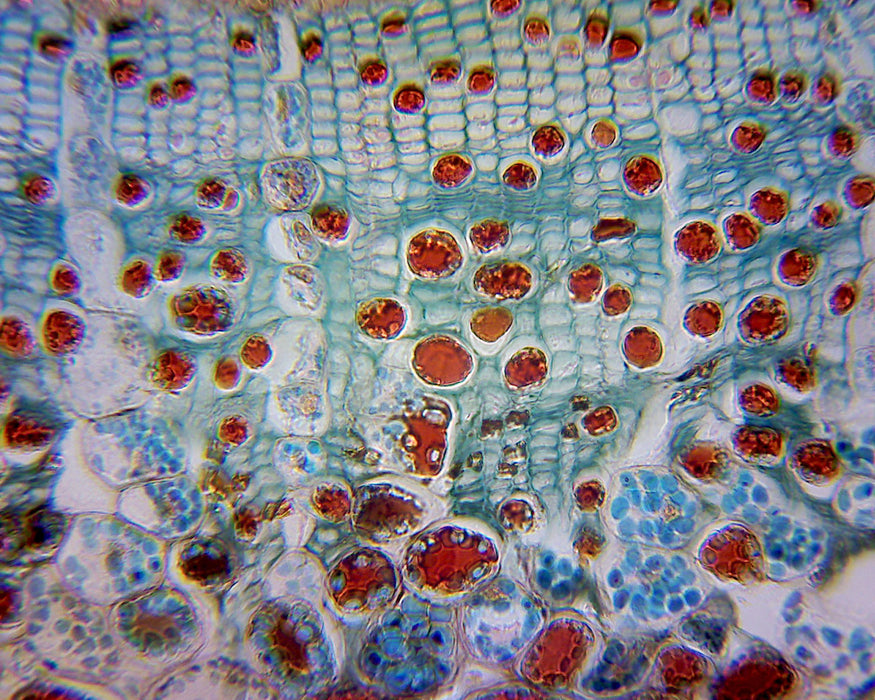 DM130M Digital Biological Microscope