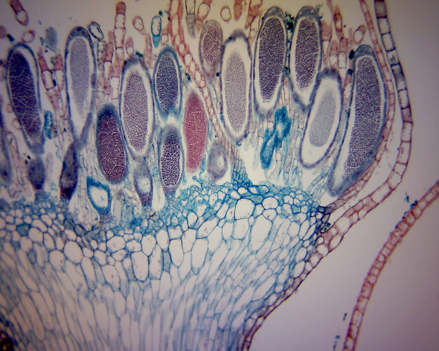 DM130B Digital Biological Microscope